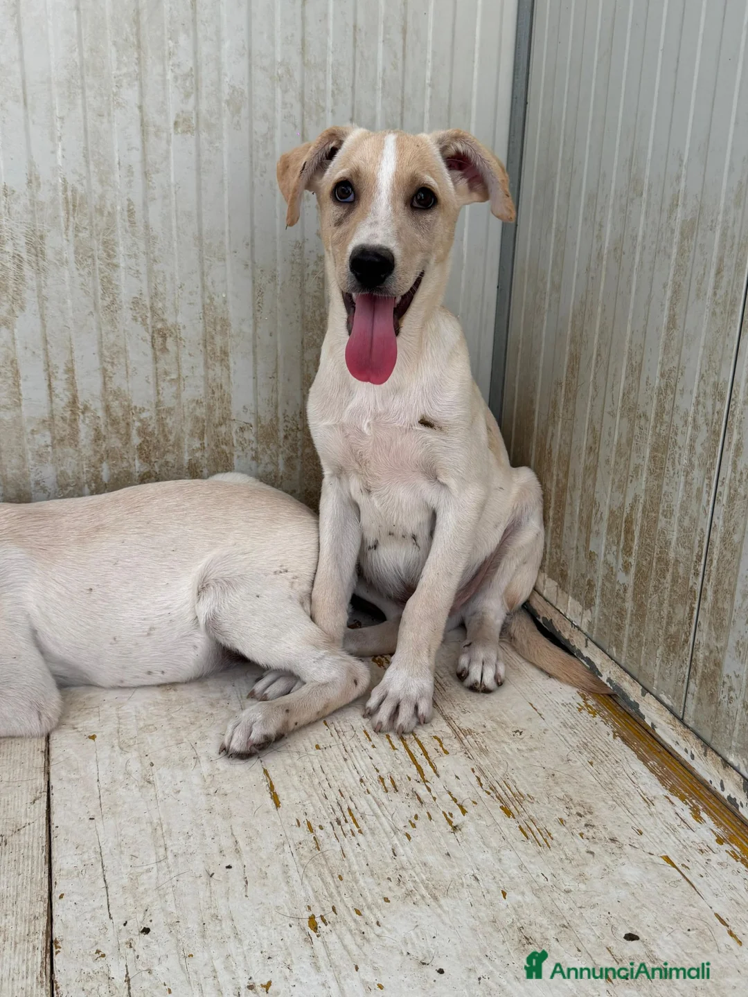 Meticcio cani in regalo: Harry  a Provincia di Barletta-Andria-Trani - Annuncio 2