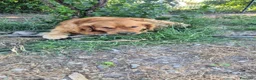 Golden Retriever cani per accoppiamento: Maschio inglese per monta - Annuncio 5