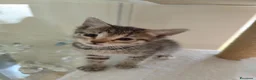 Siberiano gatti in vendita: Cuccioli di siberiano  - Annuncio 8