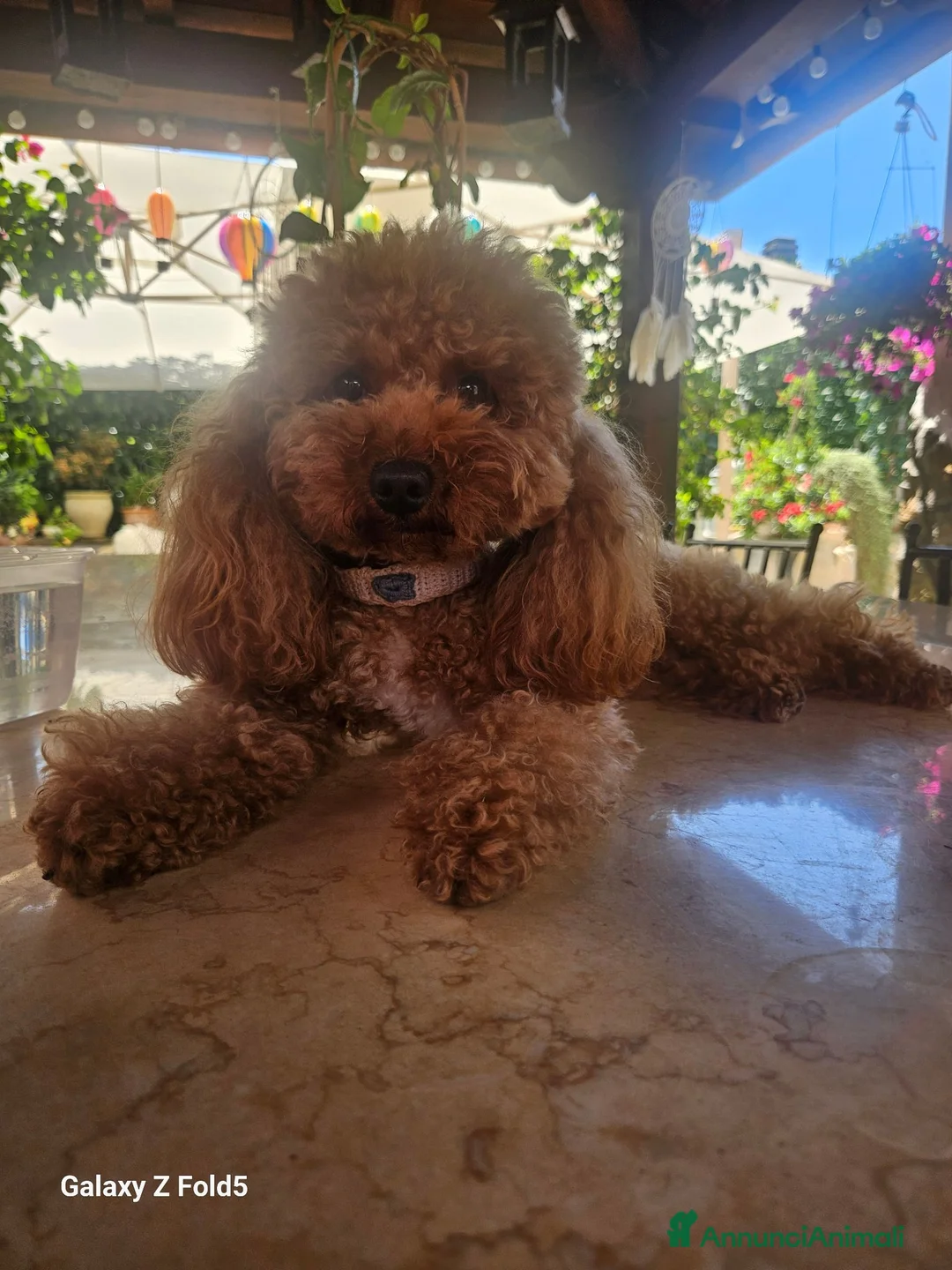 Barboncino Toy cani per accoppiamento: Barboncino Toy maschio 3 anni  a Città metropolitana di Roma Capitale - Annuncio 2