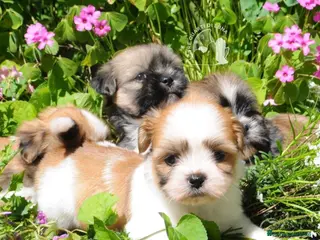 Maltipoo cani Tre Quarti di Luna Barboncino Maltipoo Lhasa Apso - Annuncio 2