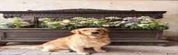 Golden Retriever cani per accoppiamento: Golden Retriever 2 anni disponibile per monta a Città Metropolitana di Bologna - Annuncio 6