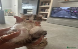 Persiano gatti in vendita: Gattine persiane normotipo  a Provincia di Reggio Emilia - Immagine 18