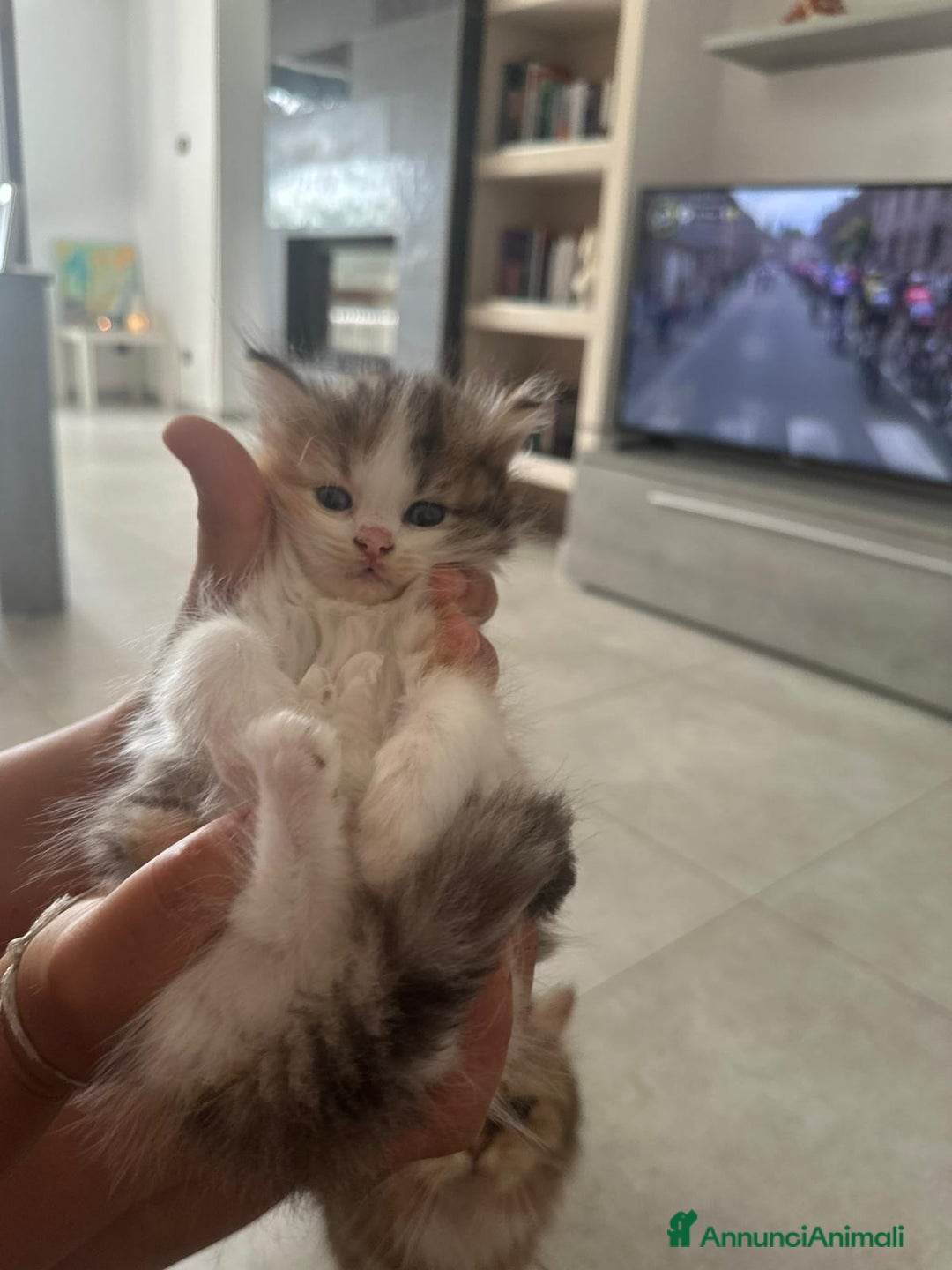 Persiano gatti in vendita: Gattine persiane normotipo  a Provincia di Reggio Emilia - Immagine 18