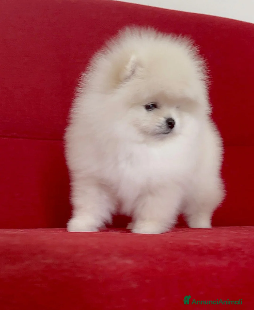 Volpino Pomerania cani in vendita: Femmine di Pomerania - Annuncio 8