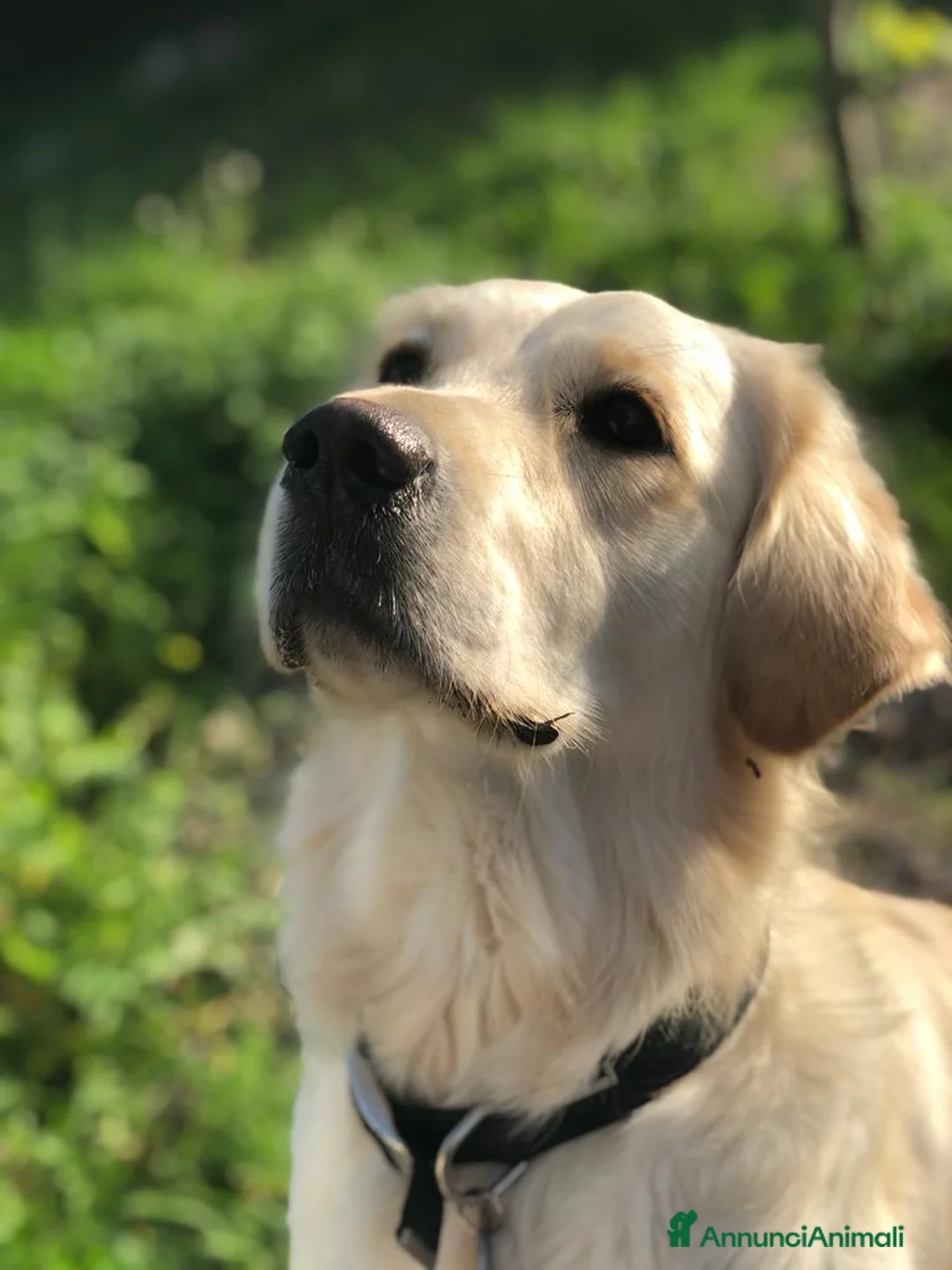 Golden Retriever cani in vendita: Vendesi cuccioli Golden Retriever - Annuncio 15