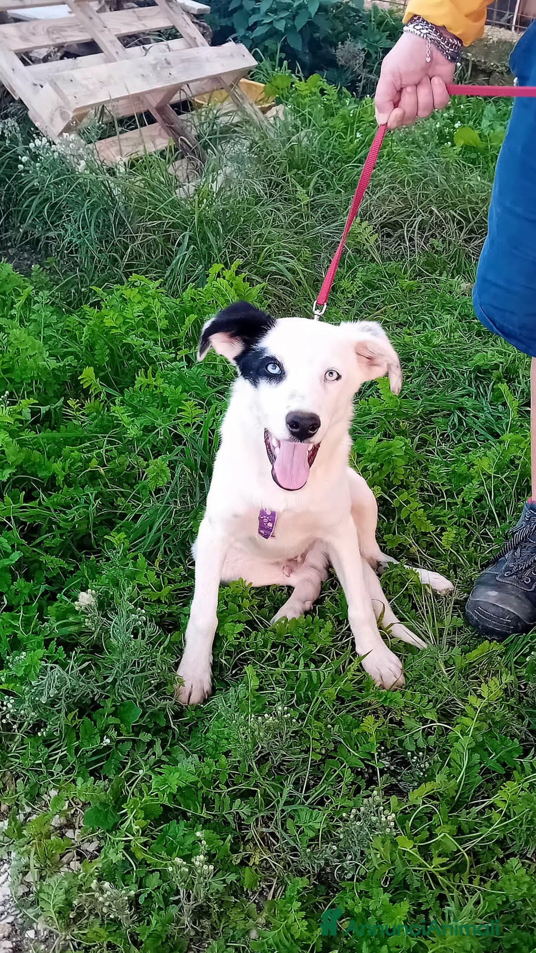 Altre razze cani in regalo: ice 4 mesi - Annuncio 4