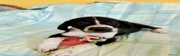 Meticcio cani in regalo: Cuccioli 2 mesi taglia media - Annuncio 5