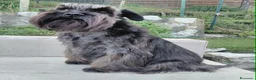 Mini Schnauzer cani in regalo: Schnauzer nano femmina adulta (pensione) - Annuncio 6