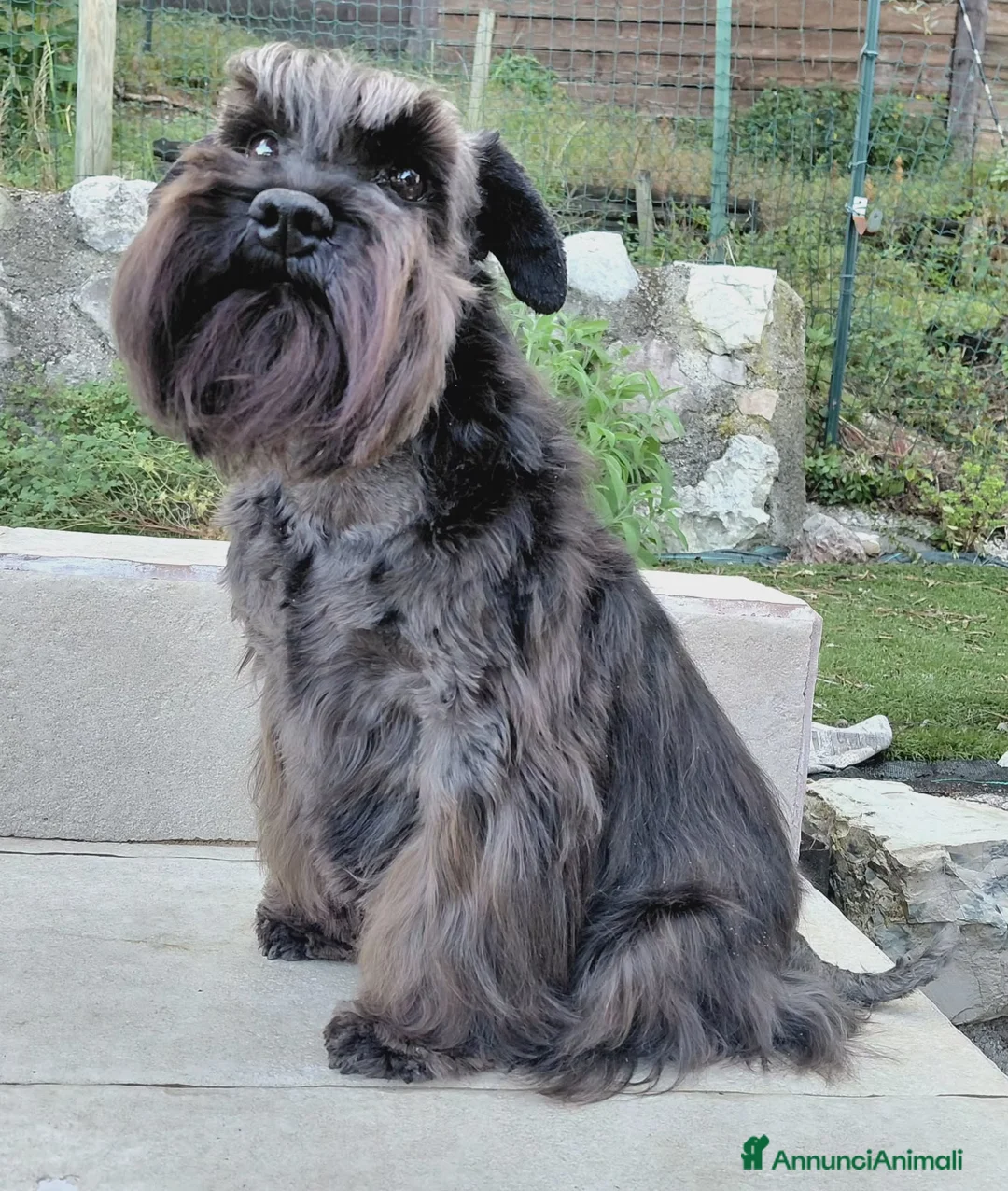 Mini Schnauzer cani in regalo: Schnauzer nano femmina adulta (pensione) - Annuncio 6