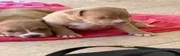 Pitbull cani in vendita: Vendesi cuccioli American Pitbull Terrier  a Città metropolitana di Palermo - Annuncio 24