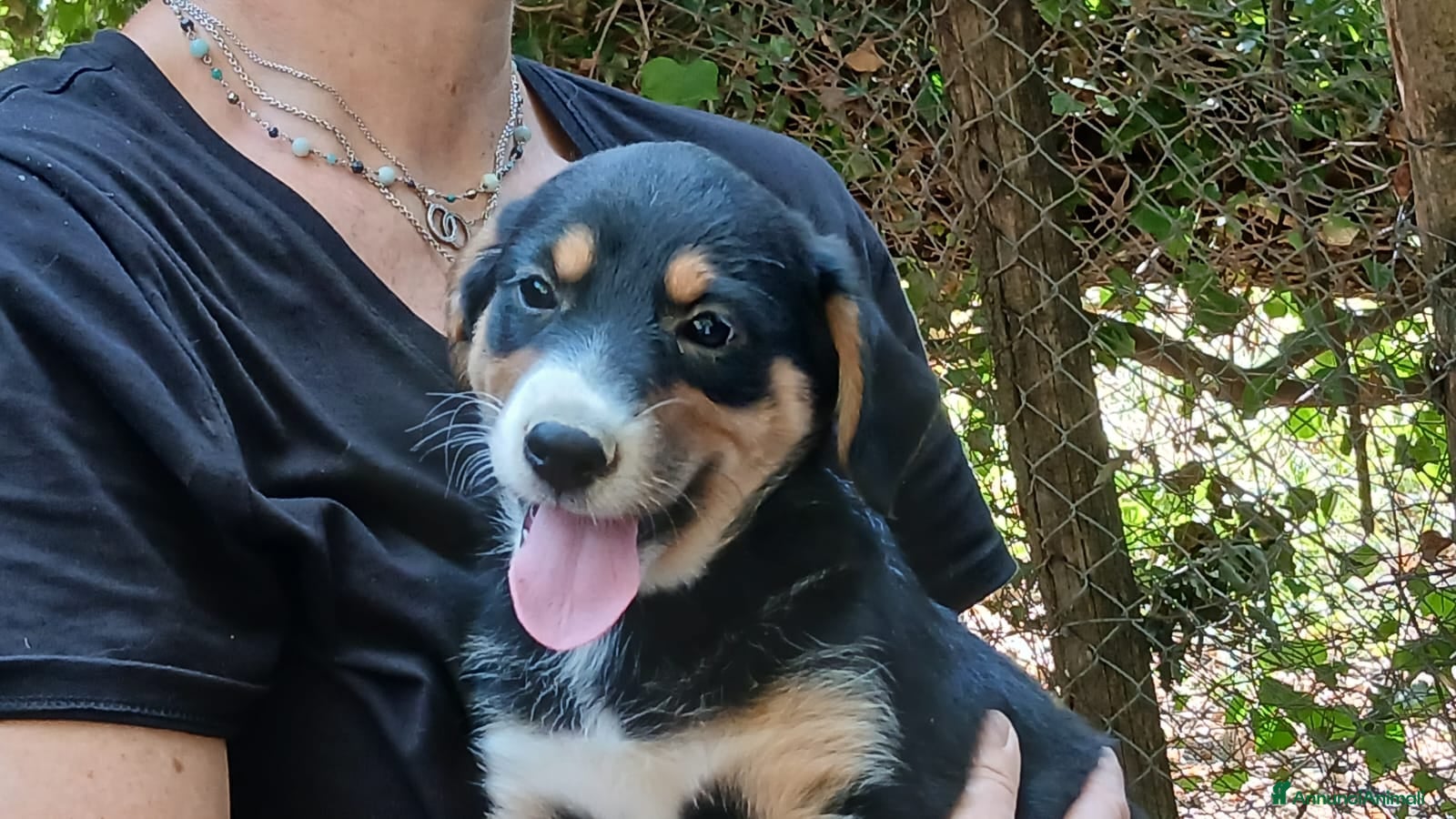 Meticcio cani MAGNUM HA BISOGNO DI UNA CASA E TANTO AMORE - Annuncio 24