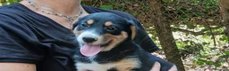 Meticcio cani in regalo: MAGNUM HA BISOGNO DI UNA CASA E TANTO AMORE - Annuncio 1