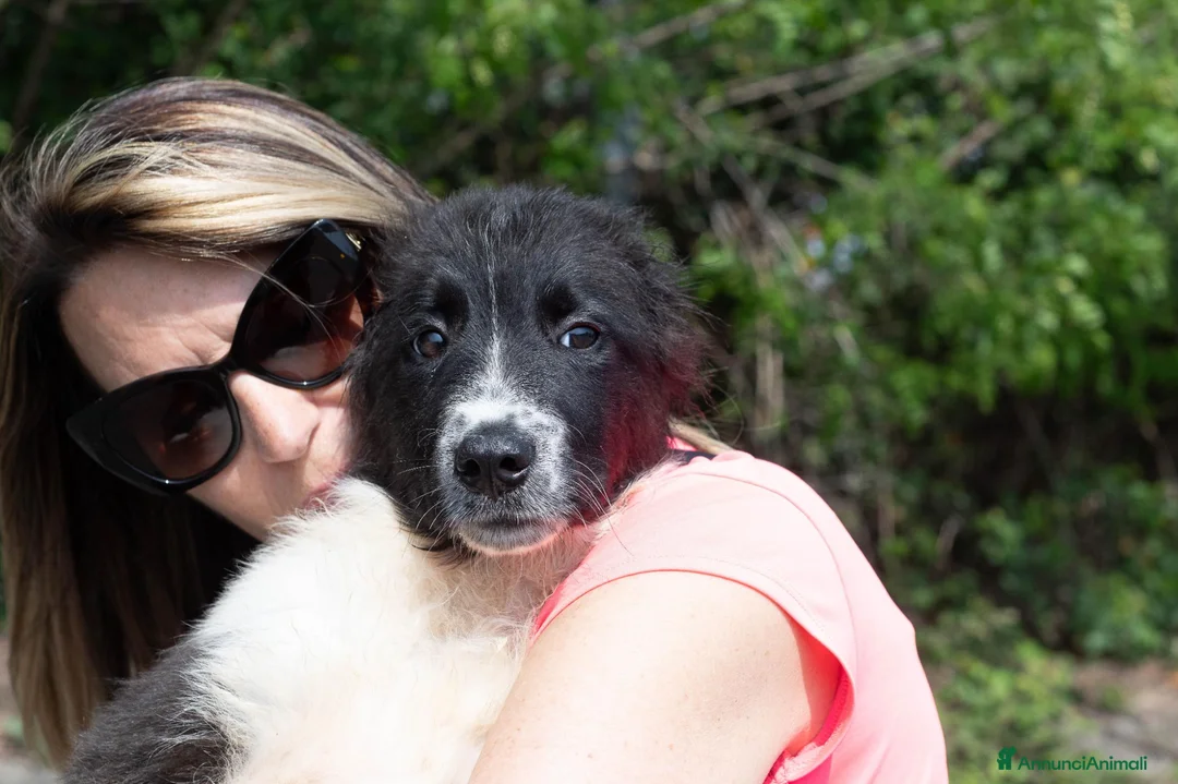 Meticcio cani in regalo: mirko - Annuncio 1