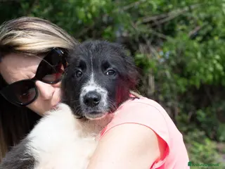 Meticcio cani mirko - Annuncio 12