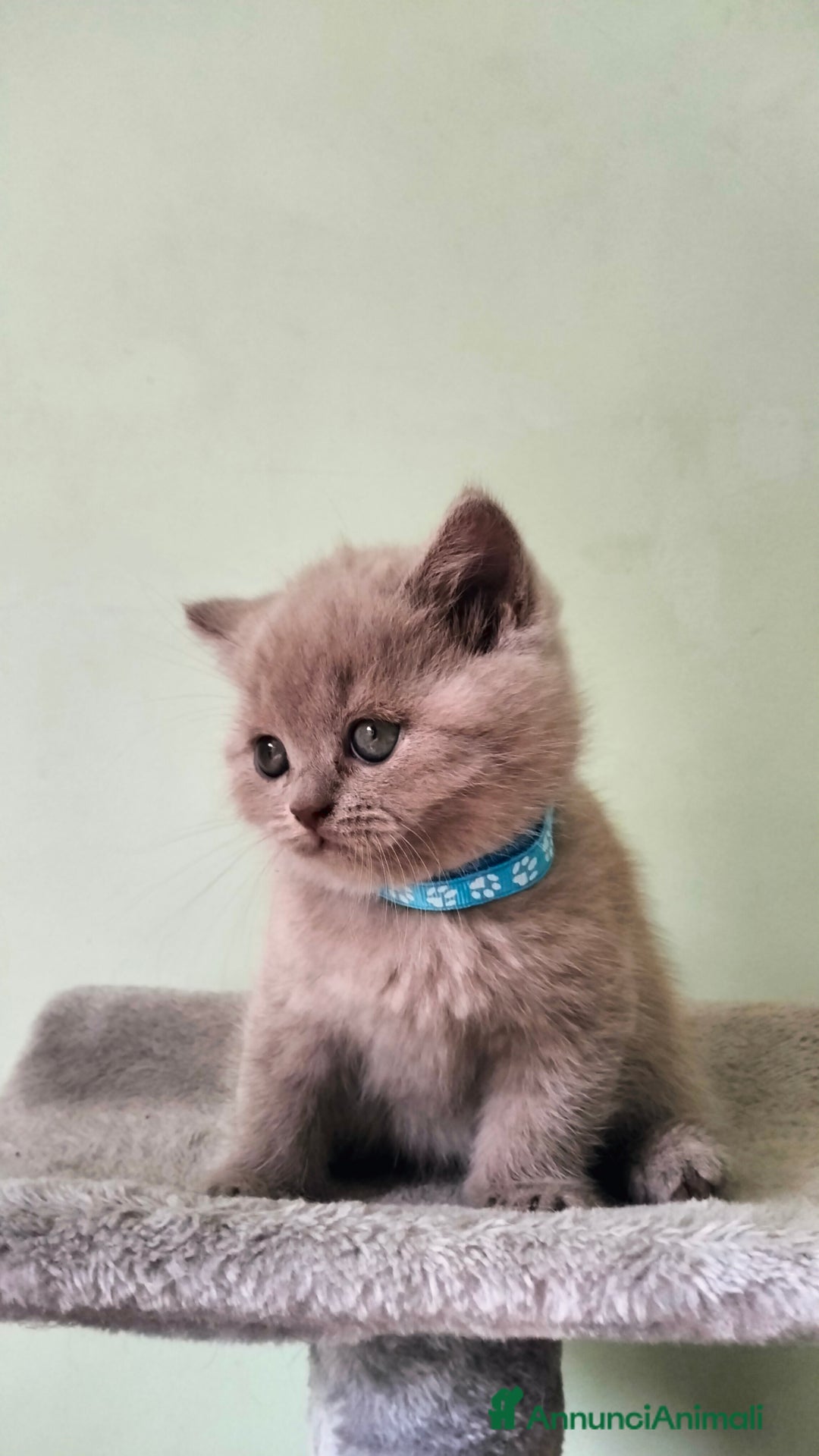 British gatti in vendita: Cuccioli British/Scottish  - Annuncio 8