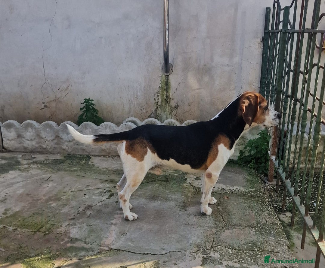 Beagle cani in regalo: LORD un beagle strepitoso a Pomezia - Immagine 2