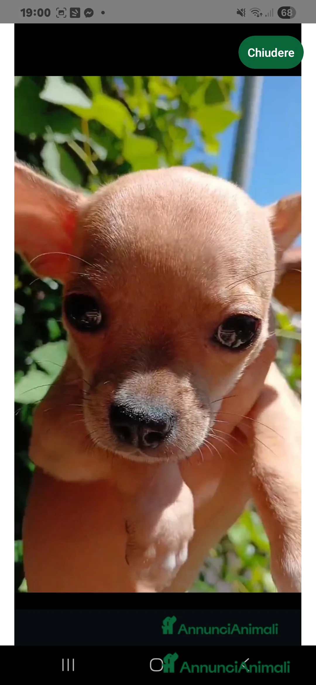 Chihuahua cani in vendita: Cucciole di chihuahua femminucce a Città metropolitana di Roma Capitale - Annuncio 2