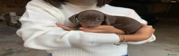 Bassotto cani in vendita: Bassotti nani a Provincia di Viterbo - Annuncio 1