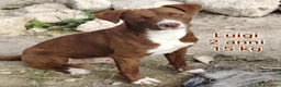 Meticcio cani in regalo: CANI DI TAGLIA PICCOLE E MEDIOPICCOLA a Provincia di Pistoia - Annuncio 2