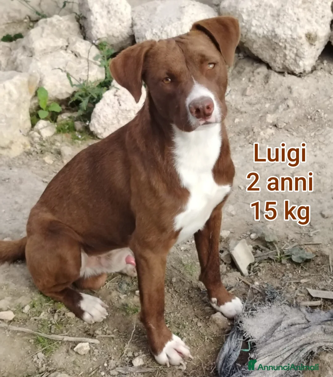 Meticcio cani in regalo: CANI DI TAGLIA PICCOLE E MEDIOPICCOLA a Provincia di Pistoia - Annuncio 2