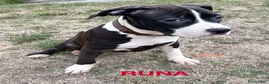 American Staffordshire 5
