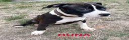 American Staffordshire cani in vendita: VENDO CUCCIOLI AMSTAFF - Annuncio 6