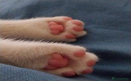 Altre razze gatti in regalo: Zoe, Micia Calico Dolce e Vivace! a Provincia di Varese - Immagine 3
