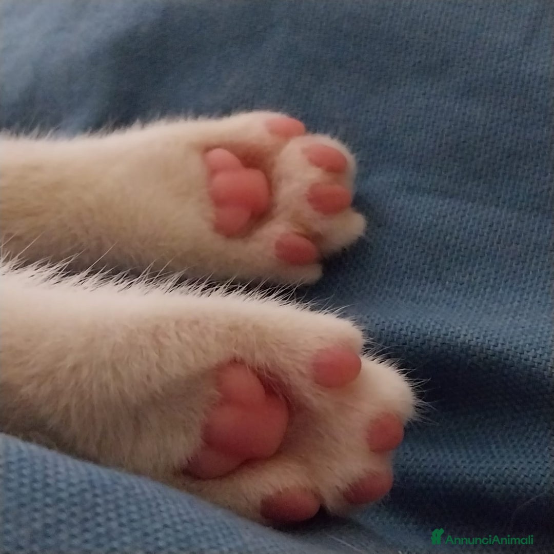 Altre razze gatti in regalo: Zoe, Micia Calico Dolce e Vivace! a Provincia di Varese - Immagine 3