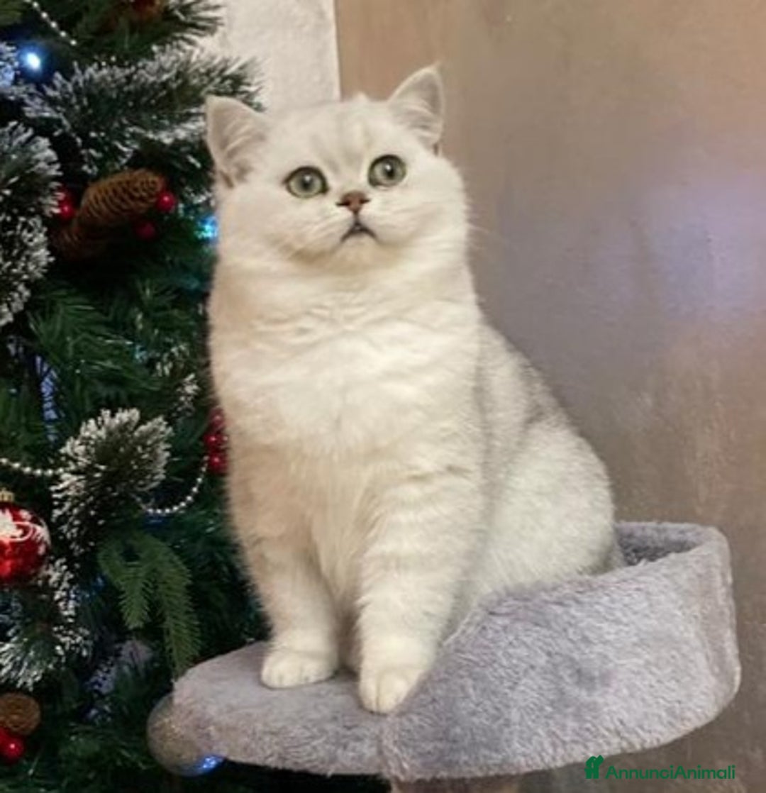 British gatti per accoppiamento: British per accopiamento  a Provincia di Monza e della Brianza - Annuncio 6