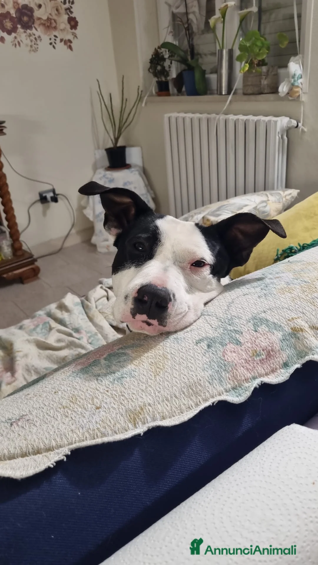 Meticcio cani in regalo: UNA MAMMA PER YURI a Provincia di Varese - Annuncio 2