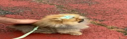 Volpino Pomerania cani in vendita: cucciola di Pomerania femmina di 4 mesi a Provincia di Forlì-Cesena - Annuncio 3