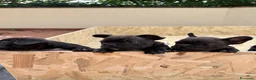 Bulldog Francese cani in vendita: Bulldog francese  - Annuncio 4