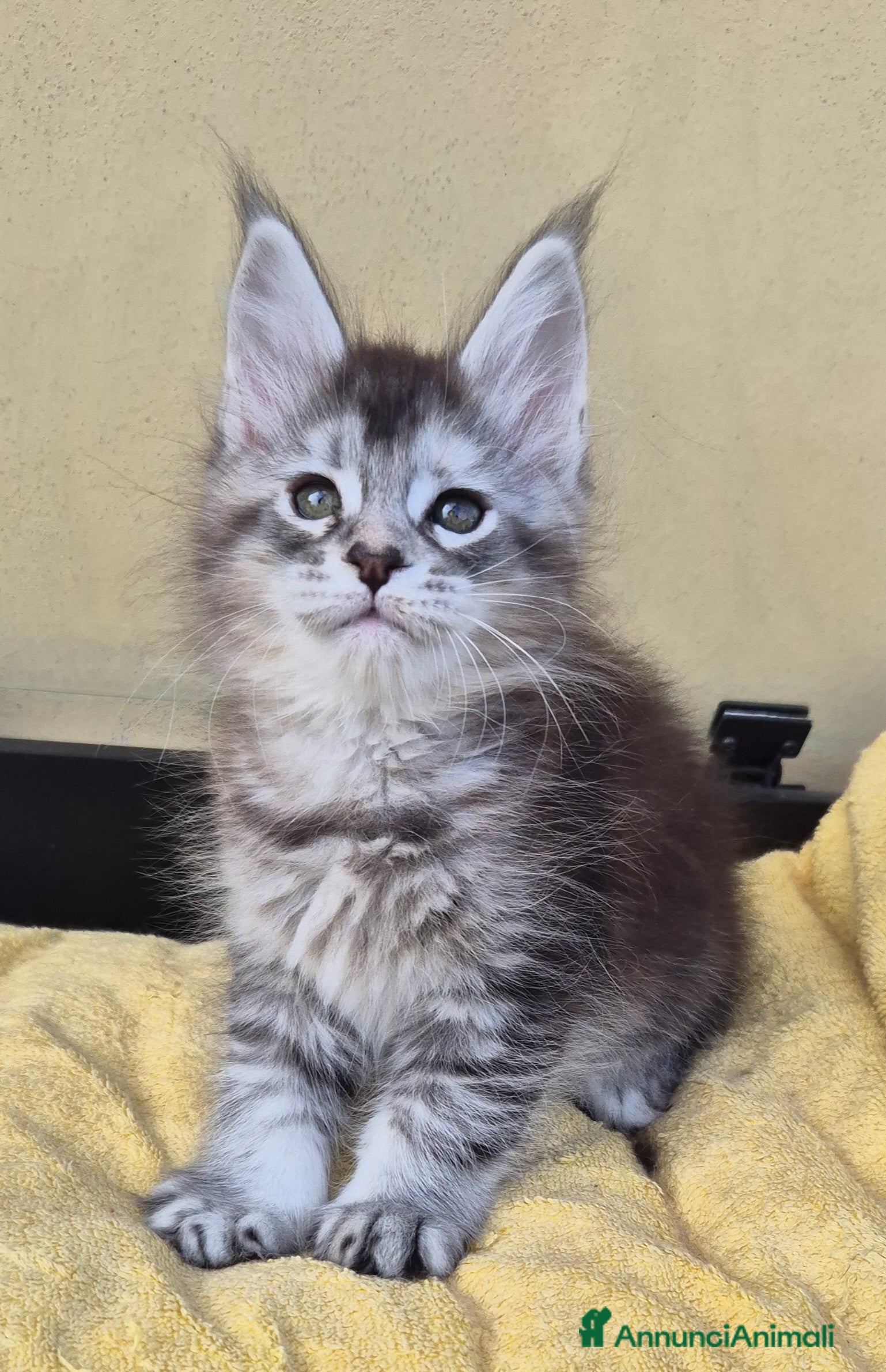 Maine Coon gatti Cucciole maine coon - Annuncio 18