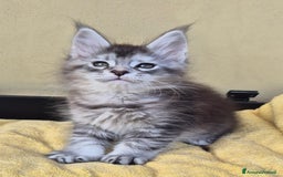 Maine Coon gatti in vendita: Cucciole maine coon - Annuncio 1