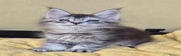 Maine Coon gatti in vendita: Cucciole maine coon - Annuncio 1