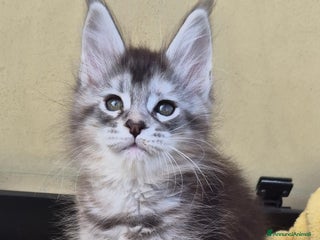 Maine Coon gatti Cucciole maine coon - Annuncio 16