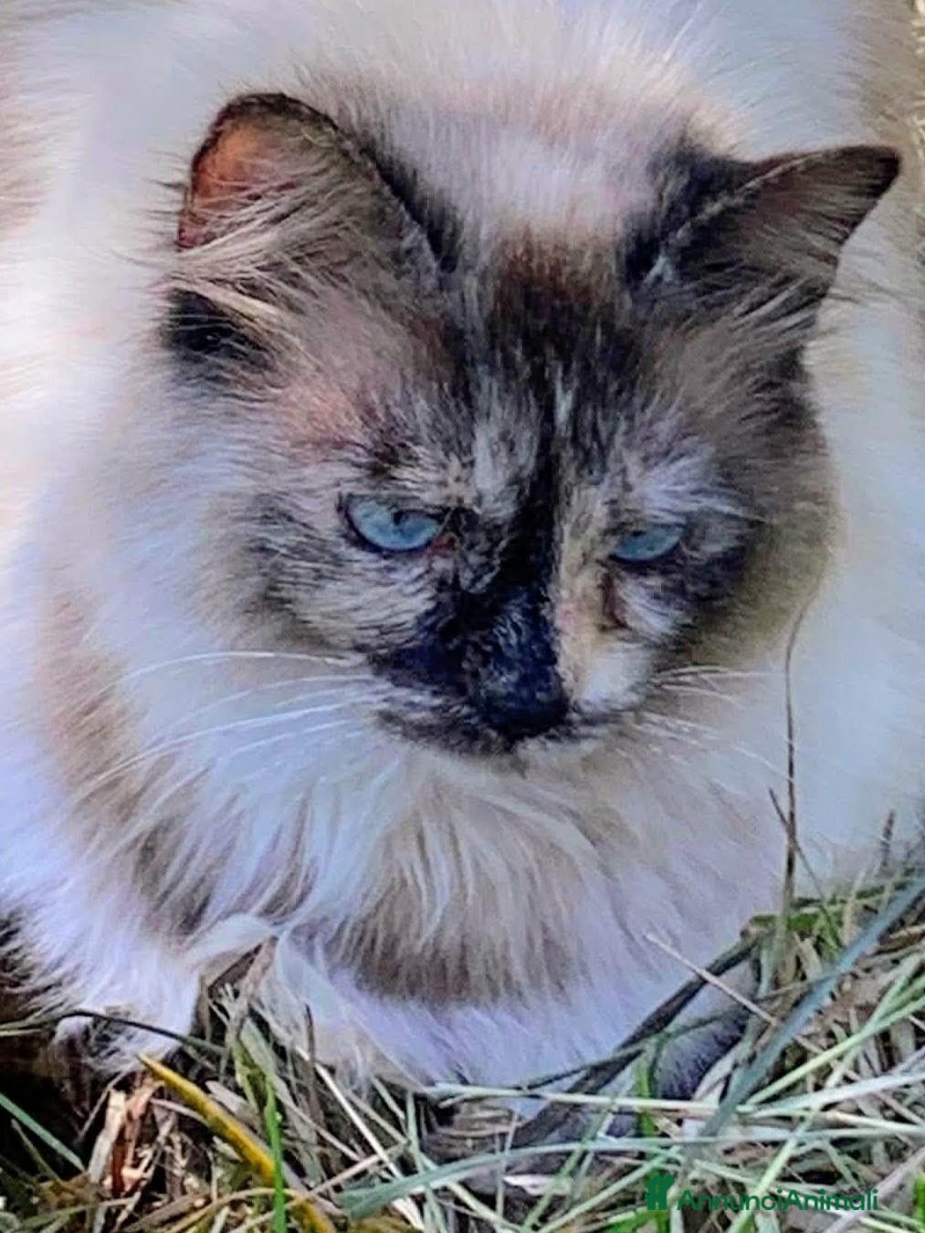 Altre razze gatti Bellissima miciona 3 anni  - Annuncio 7