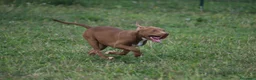 Pitbull cani in vendita: Cuccioli Pit Bull con pedigree anche a rate - Annuncio 2