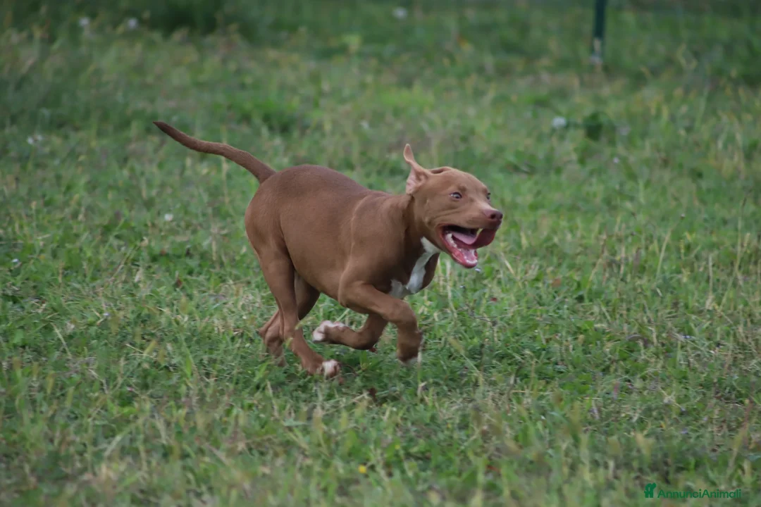 Pitbull cani in vendita: Cuccioli Pit Bull con pedigree anche a rate - Annuncio 2