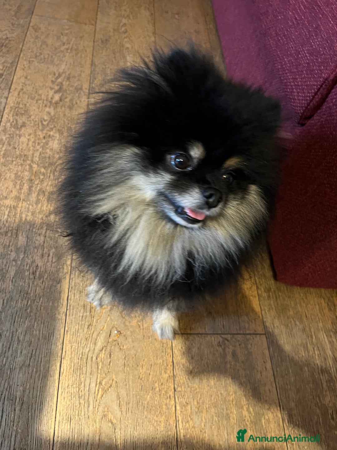 Spitz cani per accoppiamento: Cercasi femmina di spitz per accoppiamento - Annuncio 1