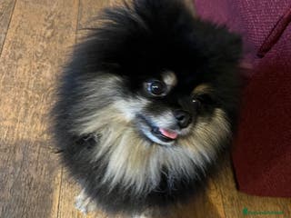 Spitz cani Cercasi femmina di spitz per accoppiamento - Annuncio 1