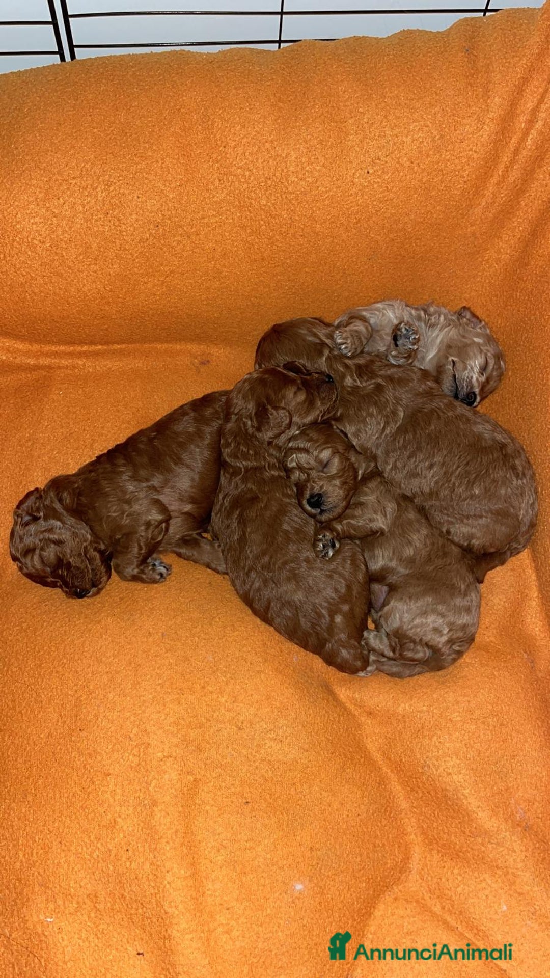 Barboncino Toy cani in vendita: VENDO CUCCIOLI DI BARBONCINO TOY - Annuncio 11