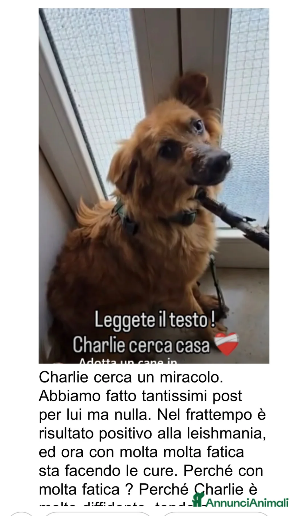 Volpino Italiano cani in regalo: CI VUOLE 1 MIRACOLO!:lesh,diffidente, morirà inbox - Annuncio 2
