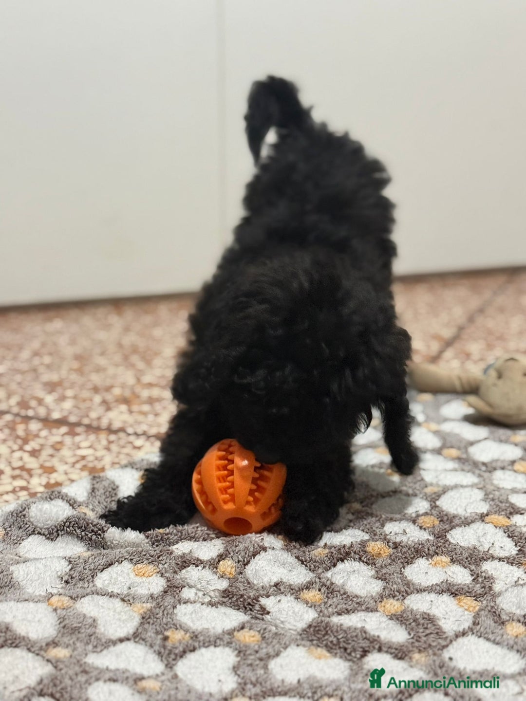 Barboncino cani in vendita: cucciola barboncino femminuccia  - Annuncio 4