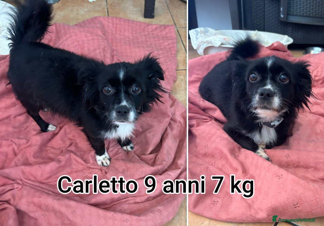 Meticcio cani in regalo: CANI TAGLIA PICCOLA E CONTENUTA  - Annuncio 3