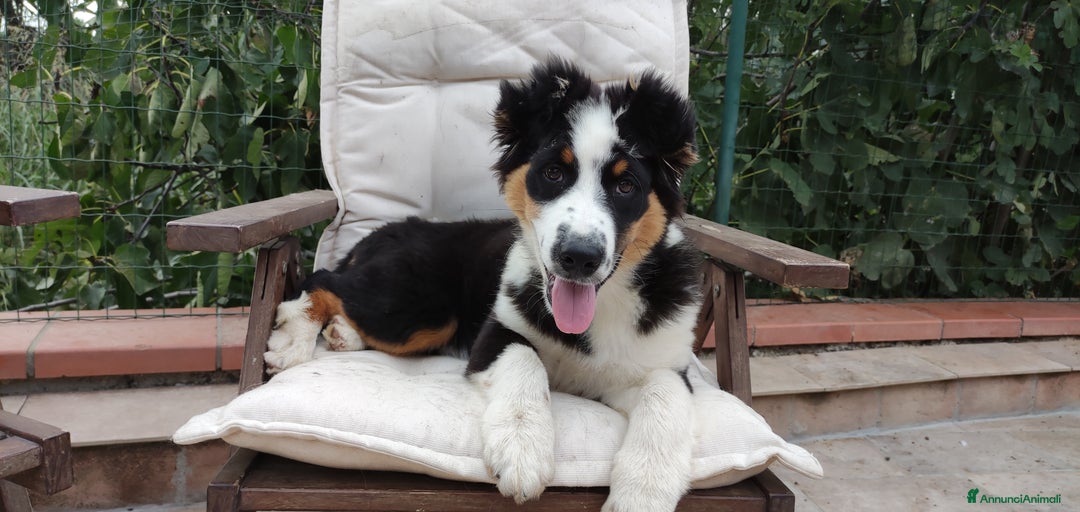 Immagine della galleria {{count}}