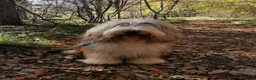 Bearded Collie cani in vendita: Bearded Collie cuccioli  - Annuncio 8