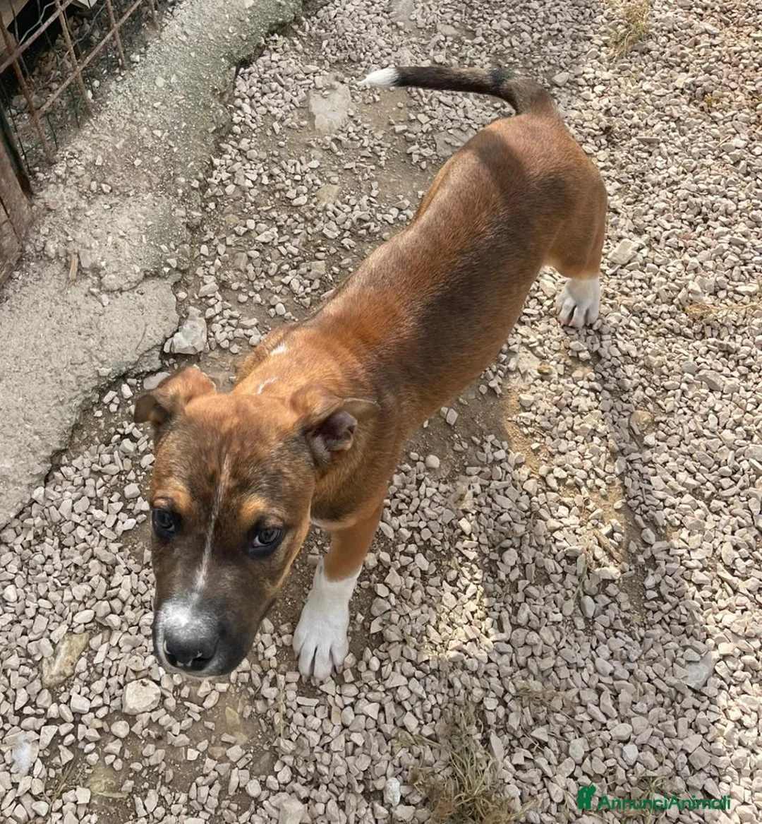 Meticcio cani in regalo: IL BELLISSIMO CHOC a Città metropolitana di Roma Capitale - Annuncio 2