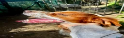 Breton cani in regalo: Poli il Breton energetico  - Annuncio 11